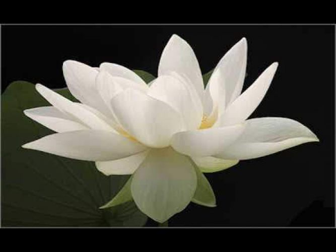 Sinnliche meditative Tantra Reiki Energie Massage gallery_8